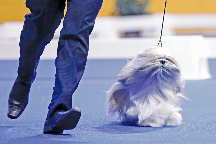 Hawaii resident Adrian Agard runs a lap of the judging area with his dog Storm, a Lhasa Apso, during the Golden Gate Kennel Club Dog Show at the Cow Palace in Daly City, Calif. on Saturday, Jan. 31, 2016.