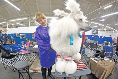 Oksana
Fagenboym,
of “Oksana
Elegant
Grooming,”
tends to
Rockin Rolla
Sky the poodle
during the
Golden Gate
Kennel Club
Dog Show
at the Cow
Palace in
Daly City on
Saturday.