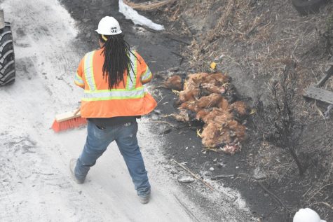 A Caltrans worker sweeps a material poured over oil as a pile of dead chickens sits on his right after a big rig transporting about 1,000 chickens swerved on Interstate 80 hit the center divide and crashed in San Pablo early Sept. 5. The vehicle burst into flames and killed about 800 of the birds on board. The clean up took 8 hours to complete.