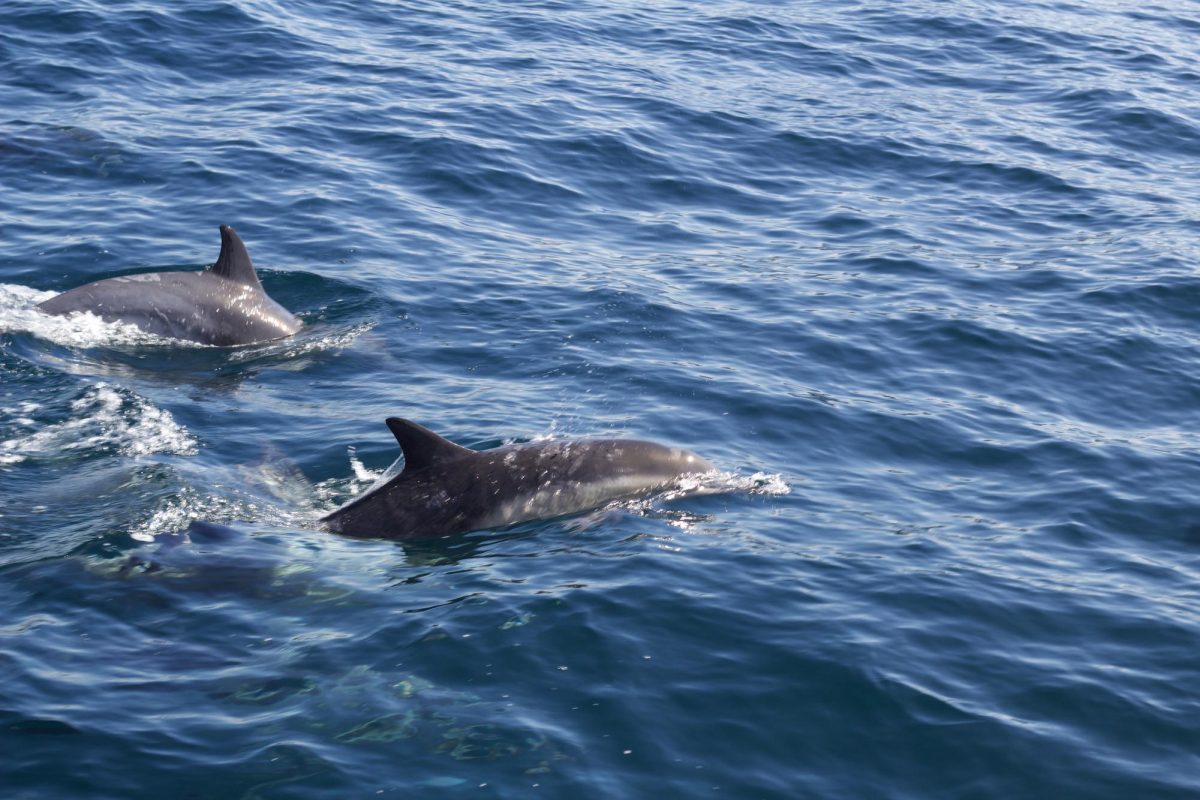 Two common dolphins traveling with their pod of about 500 to 600 overall at Monterey Bay, California, Friday, Oct. 13, 2023