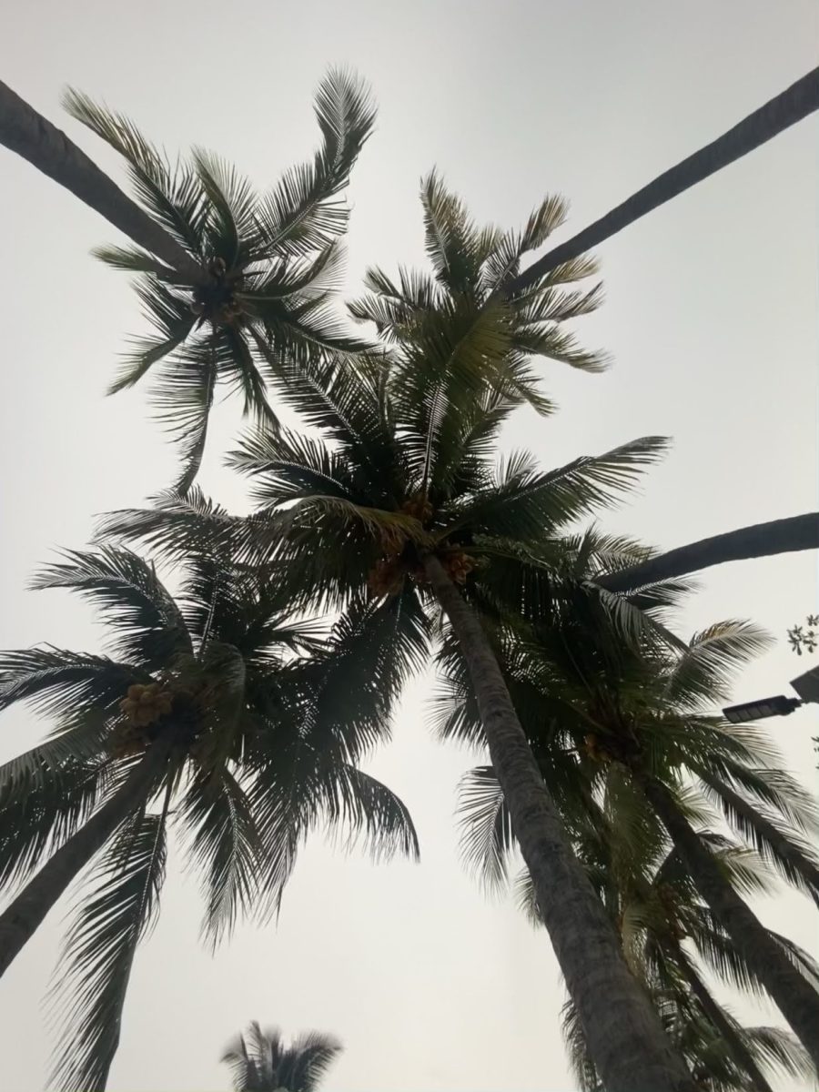  Some of the very fresh palm trees with coconuts that the restaurant harvests to give to their customers to drink, at La Bello Sol in El Salvador
