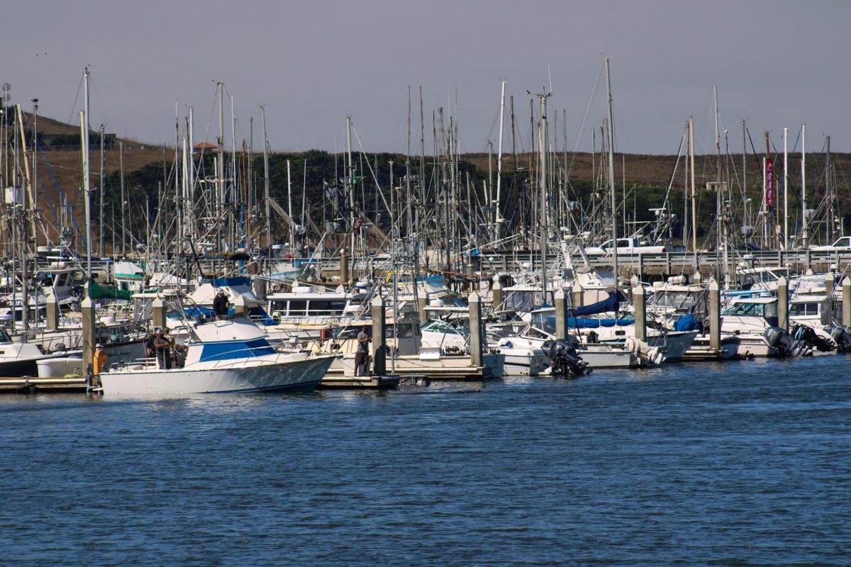 People take pictures of a humpback whale before leaving for the day at Pillar Point Harbor in Half Moon Bay, Calif., on Sept. 7, 2024. Boaters took caution to quietly sail away to not frighten the whale.