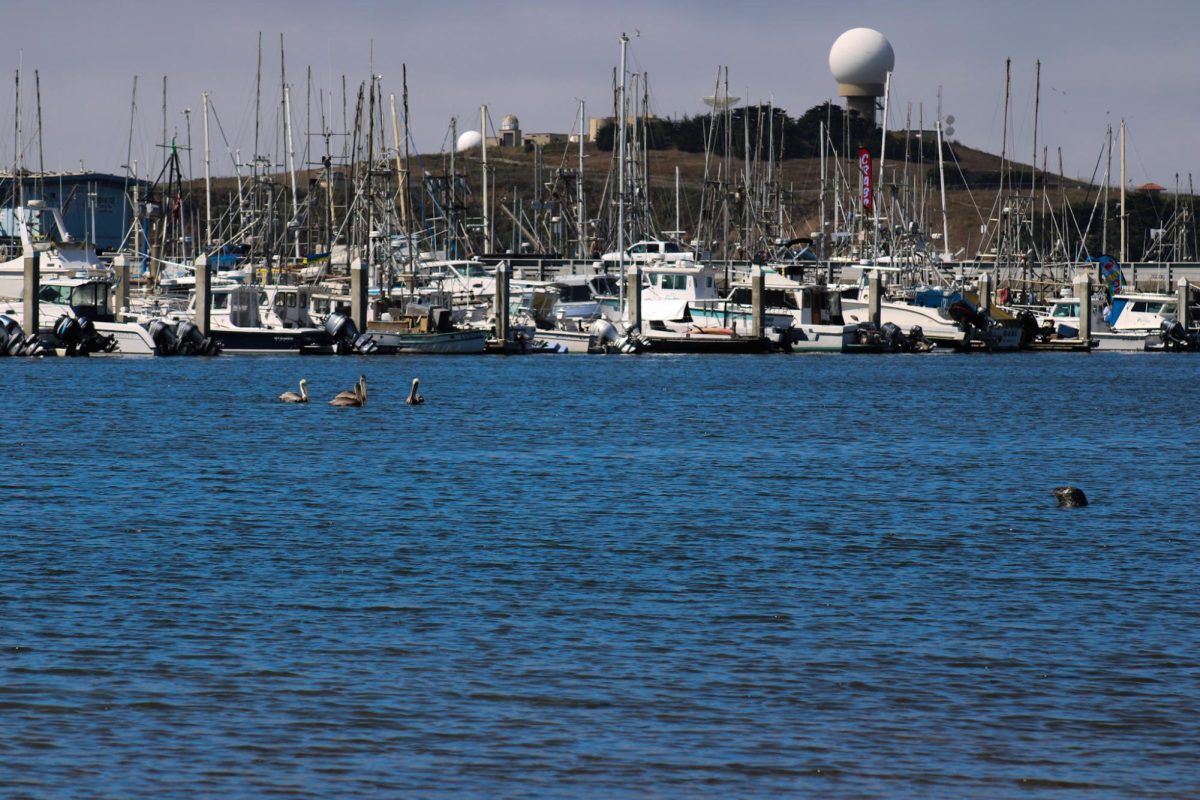 A seal pokes their head up near the site of a humpback whale spotted at Pillar Point in Half Moon Bay, Calif. on Sept. 7, 2024. The seal had been watching the young whale from a distance.