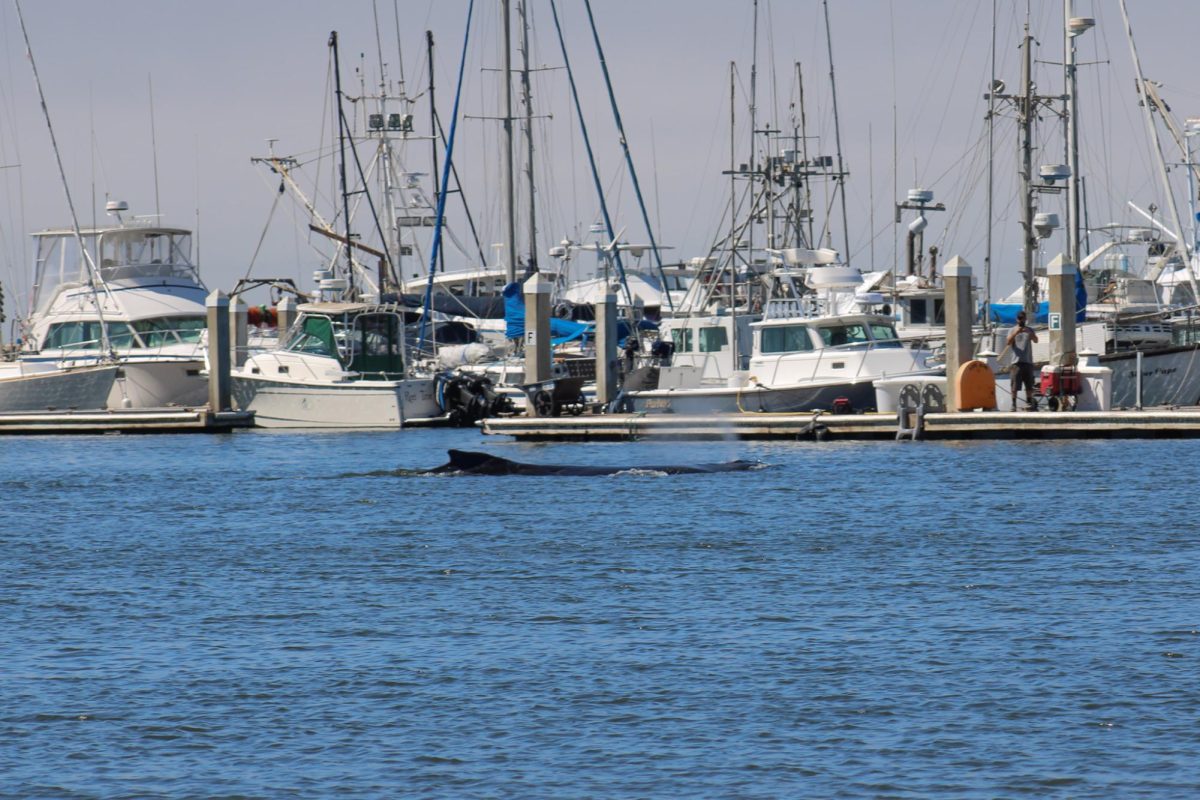 A small humpback whales breaks the surface of the water at Pillar Point Harbor in Half Moon Bay, Calif., on Sept. 7, 2024.