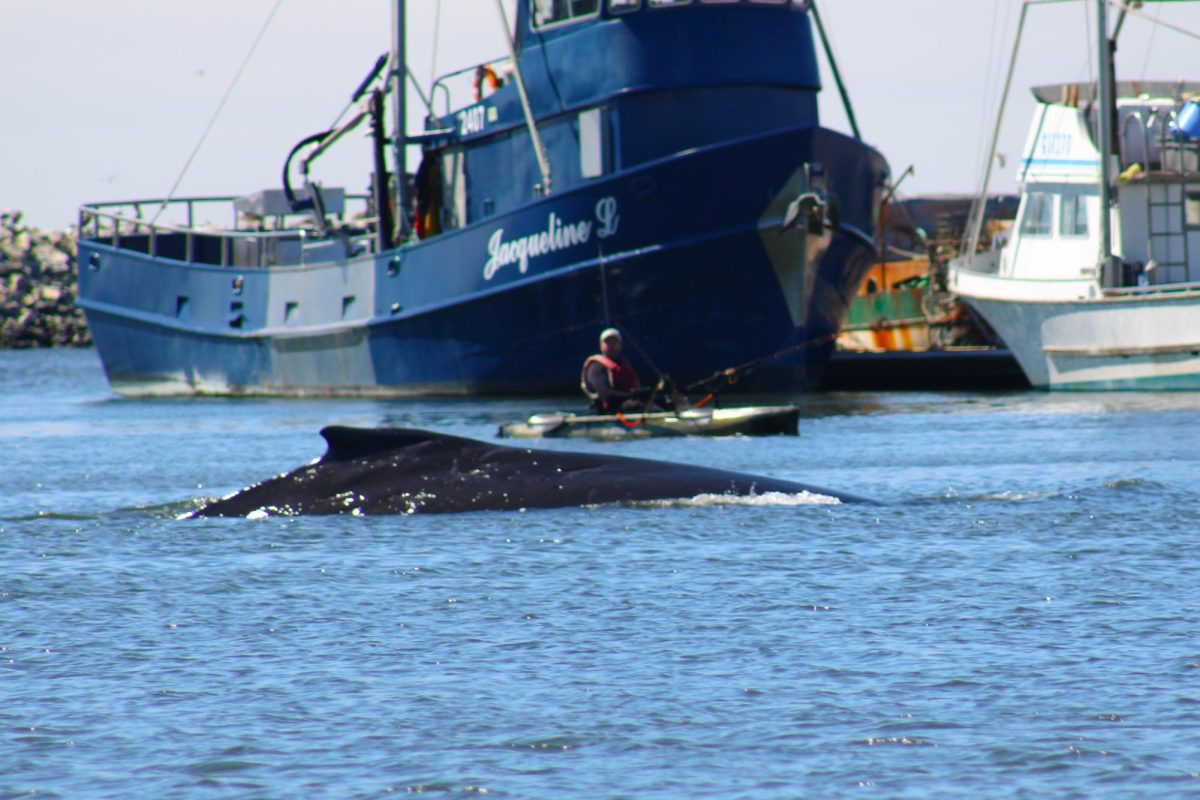 Fisherman on kayaks spot a small humpback whale breaking the surface at Pillar Point Harbor in Half Moon Bay, Calif., on Sept. 7, 2024.