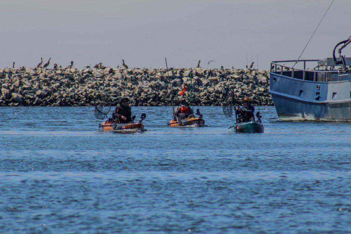 Fishermen on kayaks creep close to a small humpback whale in Pillar Point Harbor in Half Moon Bay, Calif., on Sept. 7, 2024.